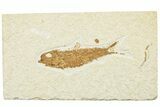 Detailed Fossil Fish (Knightia) - Wyoming #244198-1
